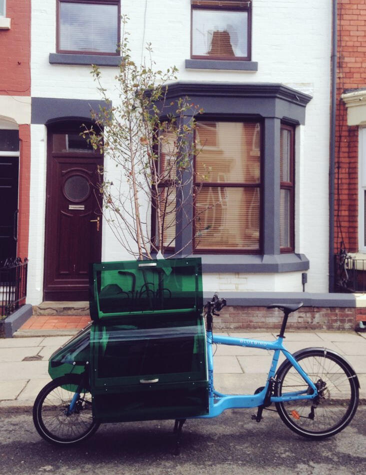 Tree in Cargo Bike Box